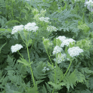White flowers blooming on green leafy plants in a natural setting.